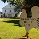 Wouldn’t this chicken look better if it was wearing an apron?